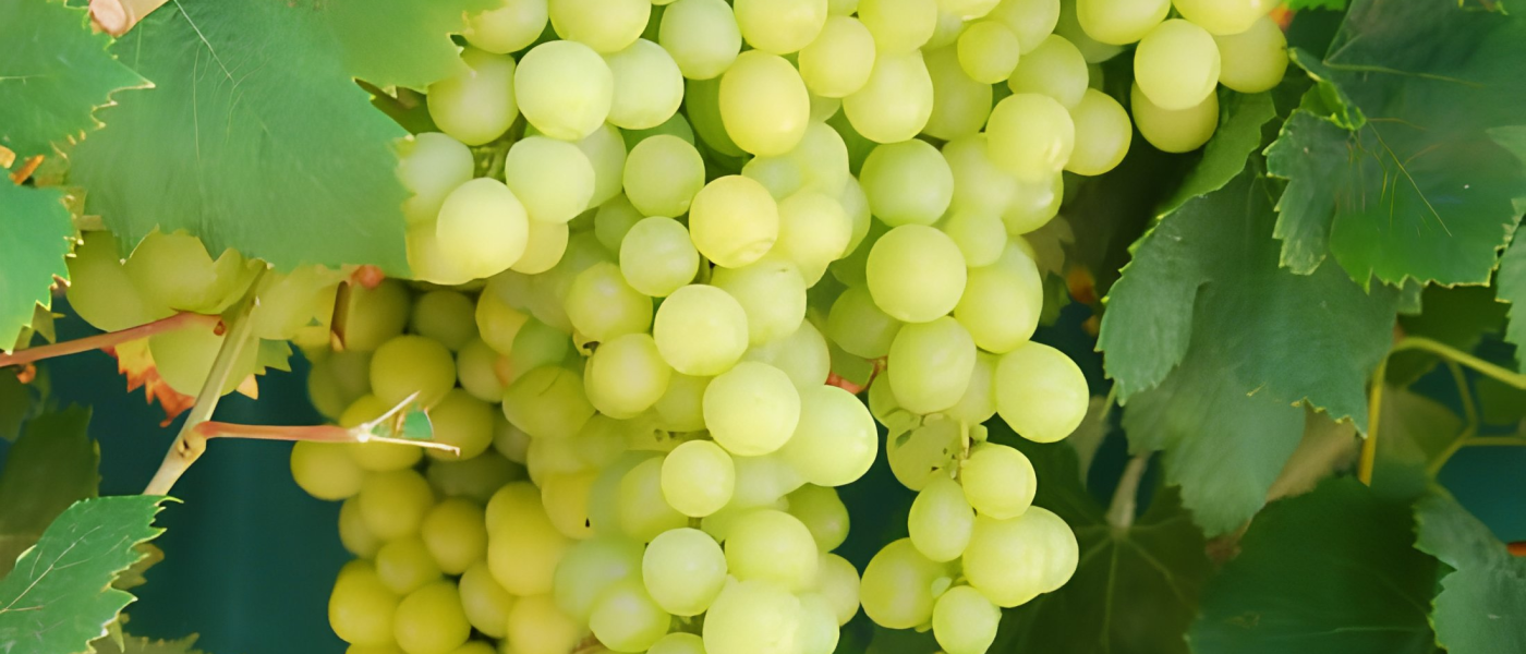 envato-labs-image-edit (14)