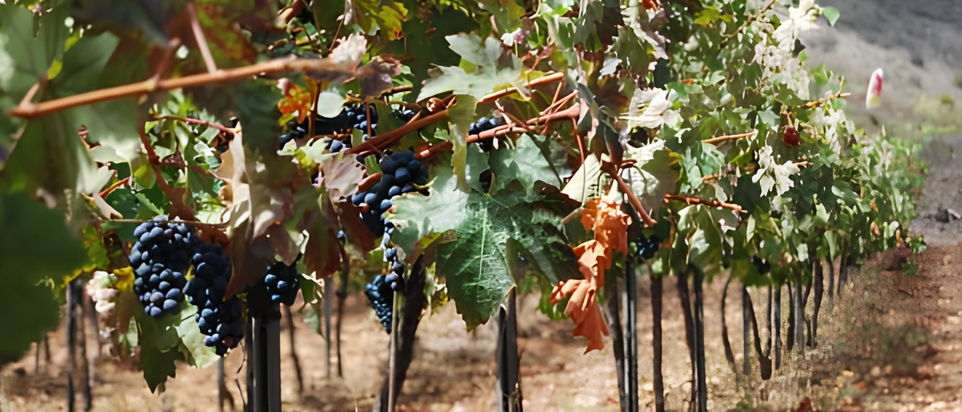 envato-labs-image-edit (15)