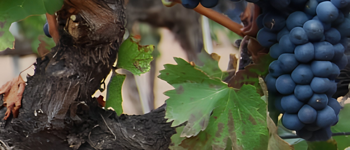 envato-labs-image-edit (16)