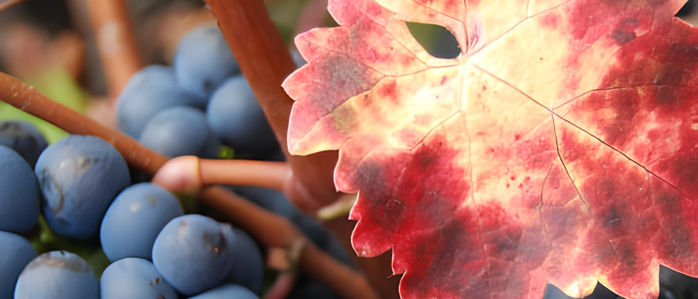 envato-labs-image-edit (18)